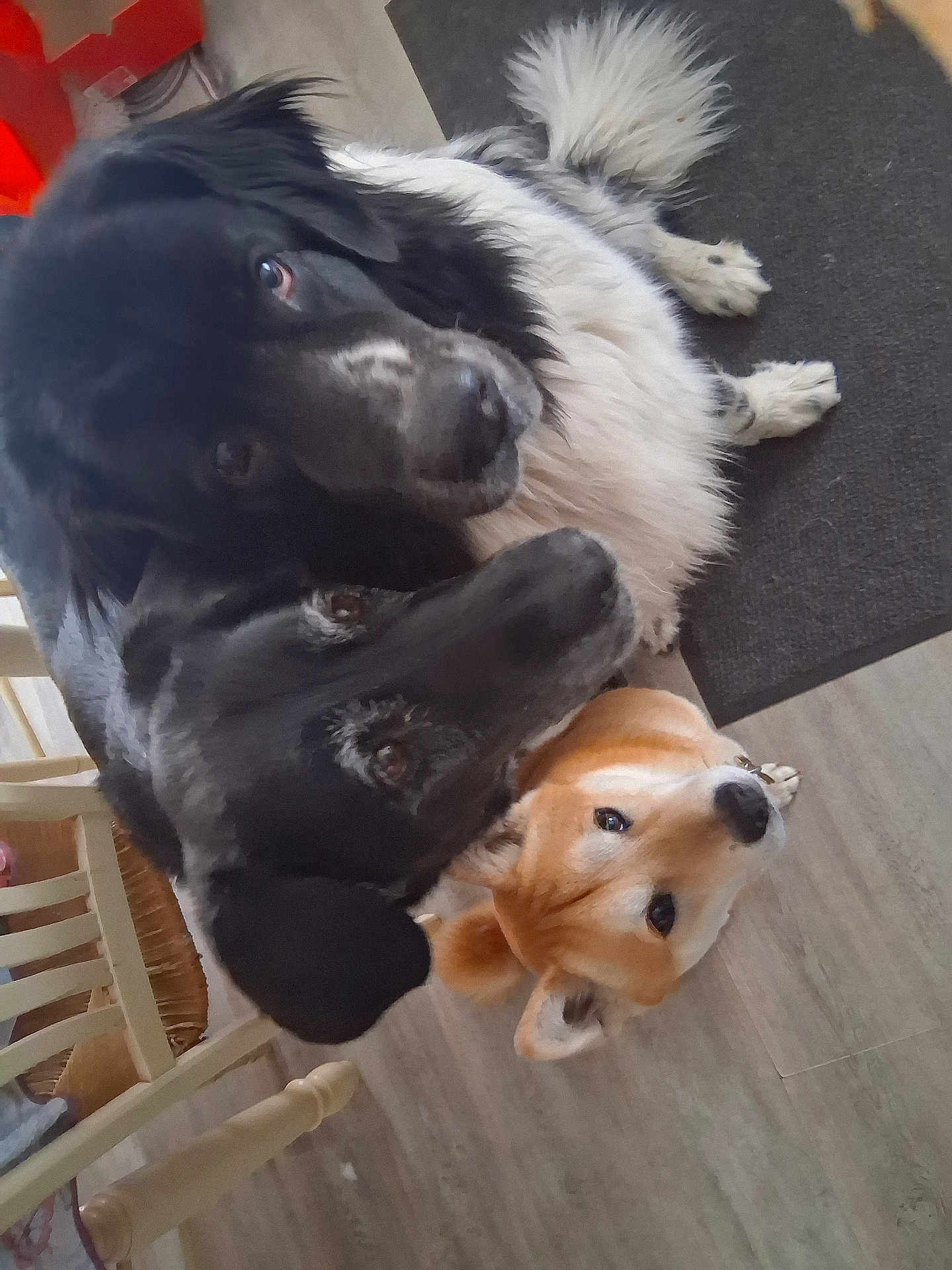 Sandrine Pimor a rejoint le concours — aidez-le/la à gagner de superbes lots ! dog, black_dog, brown_dog, indoor, floor, wooden_floor, chair, pet, animal, cute, furry, group, looking_up, close_up, domestic_animal, canine, companions, household, three_dogs, curious