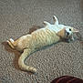 Yasmine is registered to the contest to win money with this photo: cat, carpet, pet, animal, indoor, relaxed, feline, whiskers, tail, looking_up, laying_down, cute, domestic_animal, mammal, fur, eyes, ears, floor, home, curious