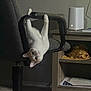 cat, upside_down, chair, office_chair, indoor, carpet, wooden_desk, papers, device, curious, pet, feline, whiskers, ears, looking, claws, soft_light, room, home, furniture