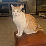 Yasmine is registered to the contest to win money with this photo: cat, orange_and_white, sitting, ottoman, leather, carpet, living_room, furniture, shelf, pet, animal, indoor, curious, feline, whiskers, ears, tail, eyes, floor, home
