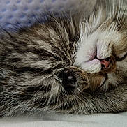 Puddin is registered to the contest to win money with this photo: adorable, animal, closeup, cozy, cute, domestic_cat, feline, fluffy, fur, indoor, kitten, paw, peaceful, pet, relaxed, resting, sleeping, small, soft, whiskers