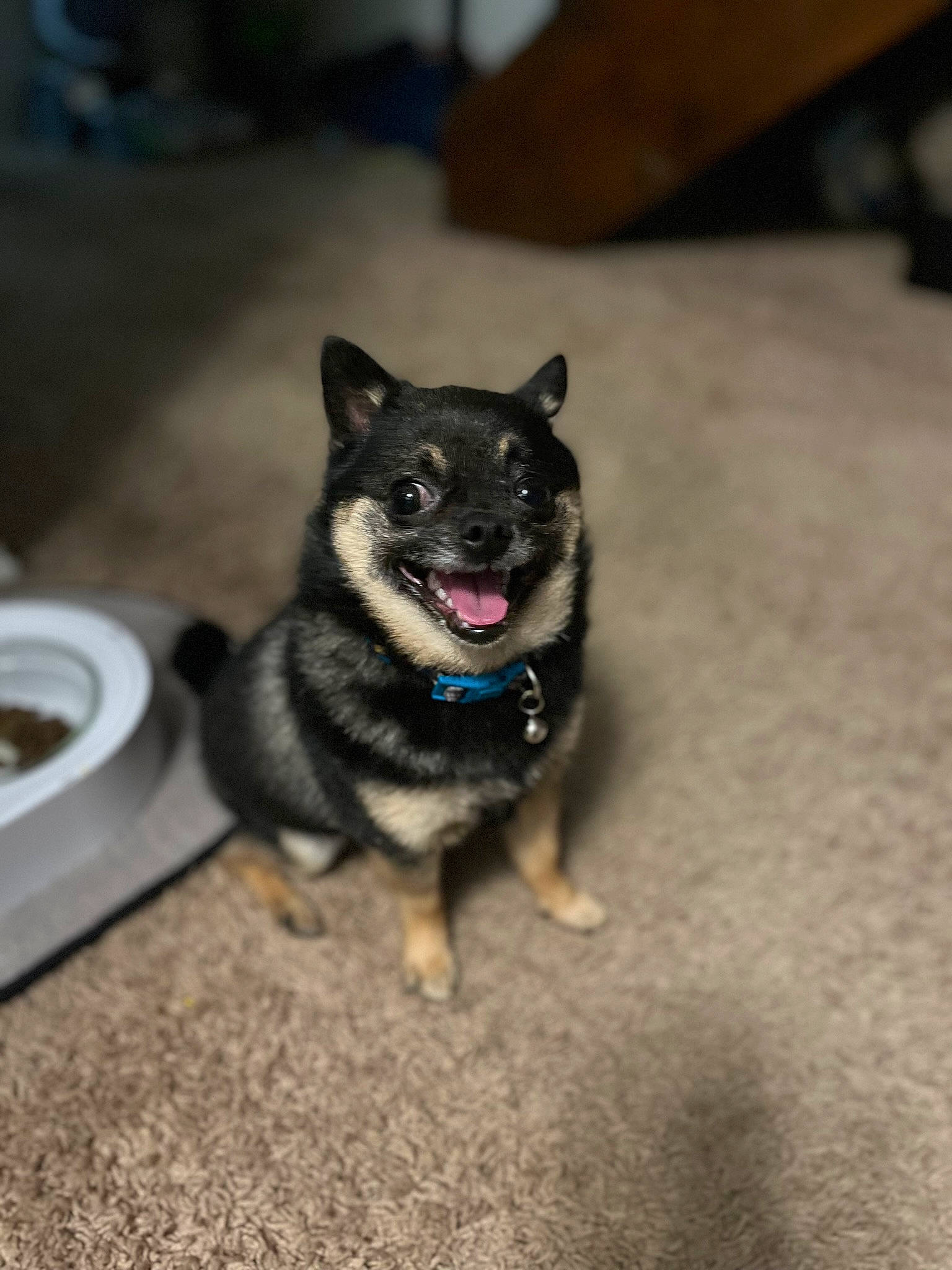 Pepino joined the competition — help win amazing prizes! canidae, carnivore, companion_dog, dog, dog_breed, electric_blue, fawn, flooring, fur, guard_dog, non_sporting_group, paw, puppy, road_surface, scale, serveware, sporting_group, tail, working_animal, working_dog