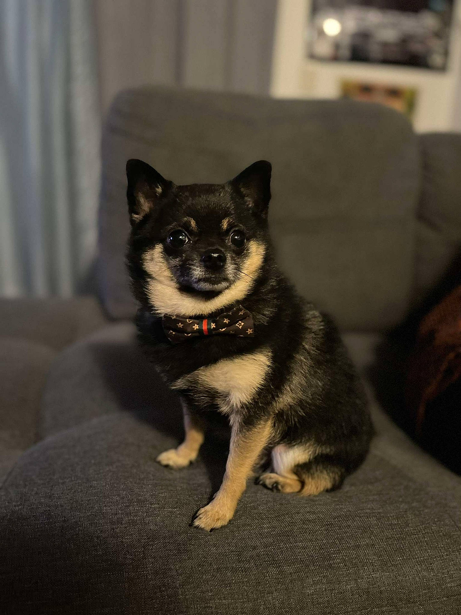 Pepino is registered to the contest to win money with this photo: art, canidae, carnivore, companion_dog, curtain, dog, dog_breed, fawn, flooring, fur, grey, sitting, snout, sporting_group, studio_couch, whiskers, window, wood, working_animal, working_dog