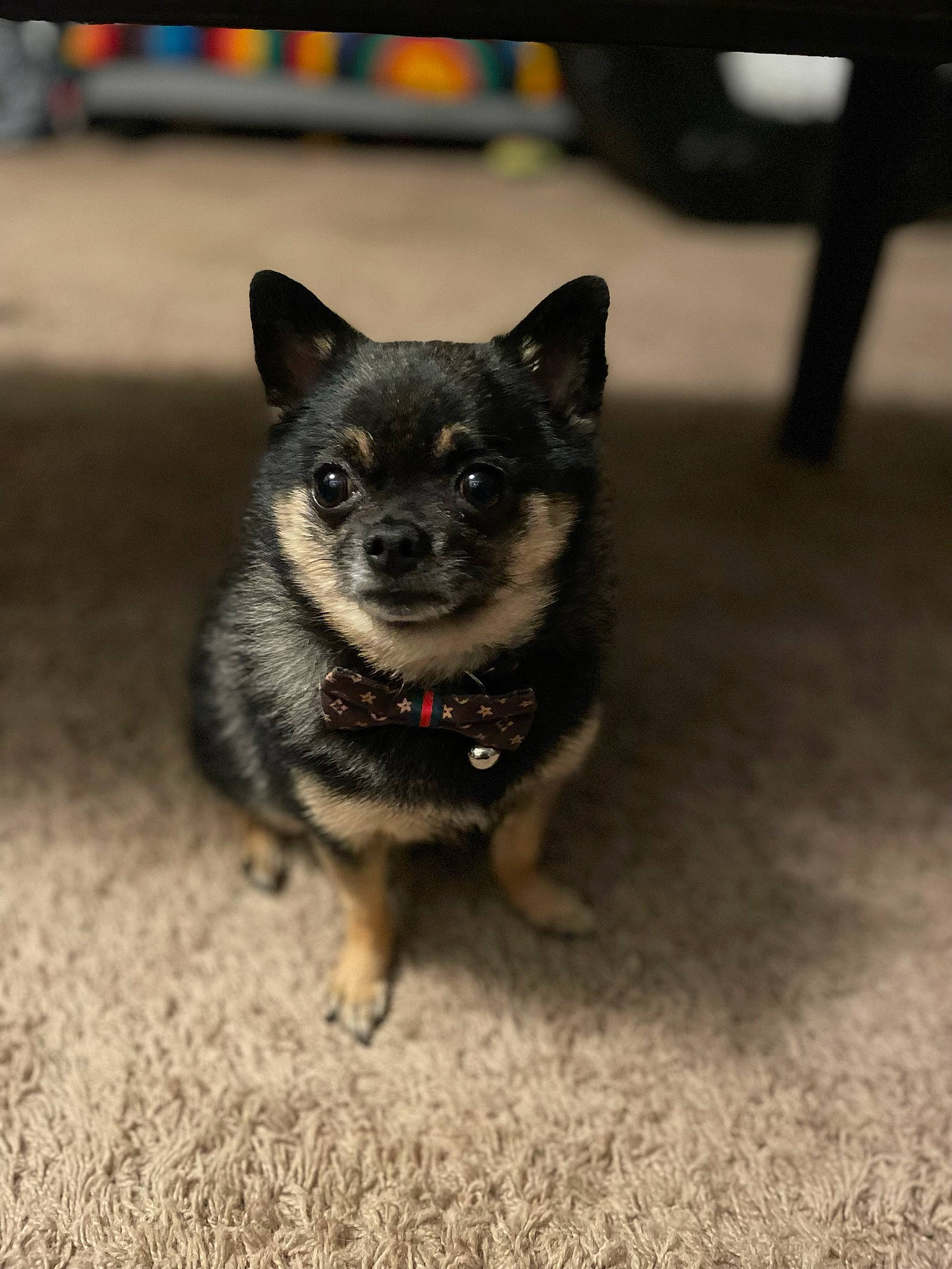 Pepino joined the competition — help win amazing prizes! art, canidae, carnivore, companion_dog, corgi_chihuahua, dog, dog_breed, fawn, fur, non_sporting_group, puppy, snout, sporting_group, tail, terrestrial_animal, toy_dog, whiskers, wildlife, working_animal, working_dog