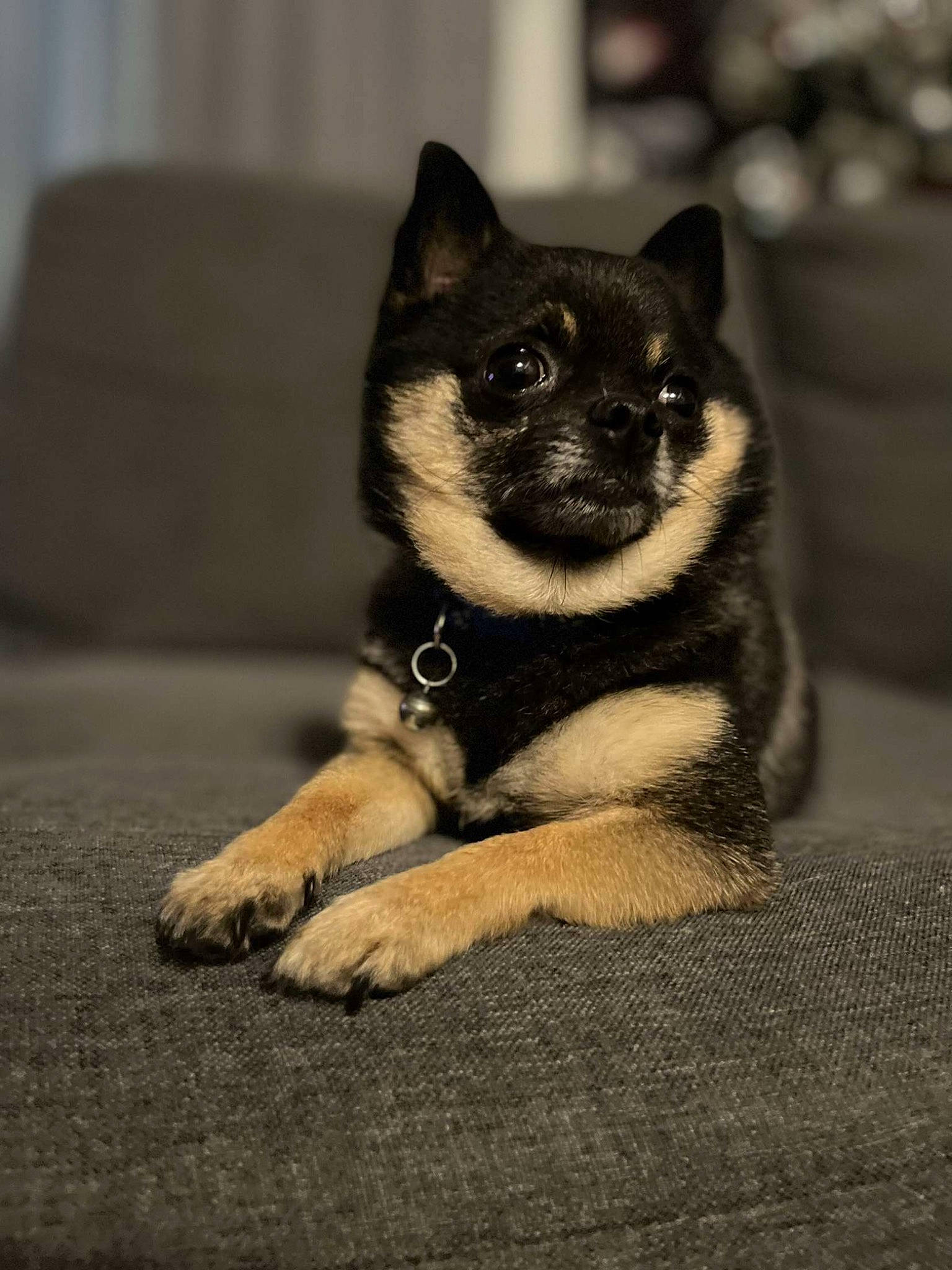 Pepino is registered to the contest to win money with this photo: carnivore, dog_breed, eye, fawn, felidae, flash_photography, foot, fur, grey, head, human_body, human_leg, iris, monochrome_photography, sitting, small_to_medium_sized_cats, snout, terrestrial_animal, whiskers, wildlife