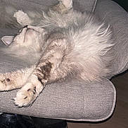Crapule participe au concours pour gagner de l'argent avec cette photo : cat, fluffy, feline, relaxed, stretching, paws, upside_down, chair, cushion, gray, indoor, pet, sleeping, cozy, fur, whiskers, closeup, resting, domestic_animal, comfortable