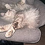 cat, fluffy, feline, relaxed, stretching, paws, upside_down, chair, cushion, gray, indoor, pet, sleeping, cozy, fur, whiskers, closeup, resting, domestic_animal, comfortable