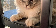 Crapule participe au concours pour gagner de l'argent avec cette photo : cat, fluffy, gray, white, chair, wooden_chair, indoor, sunlight, window, paws, pet, feline, relaxed, fur, whiskers, daylight, shadow, home, closeup, resting