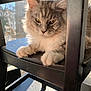 cat, fluffy, gray, white, chair, wooden_chair, indoor, sunlight, window, paws, pet, feline, relaxed, fur, whiskers, daylight, shadow, home, closeup, resting