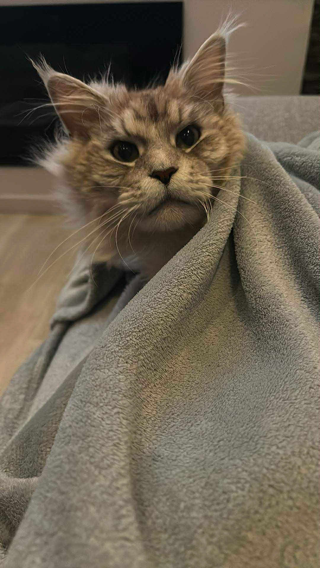 Crapule a rejoint le concours — aidez-le/la à gagner de superbes lots ! cat, fluffy, blanket, cozy, indoors, fur, pet, curious, ears, whiskers, face, animal, cute, domestic, feline, portrait, home, relaxed, soft, comfort