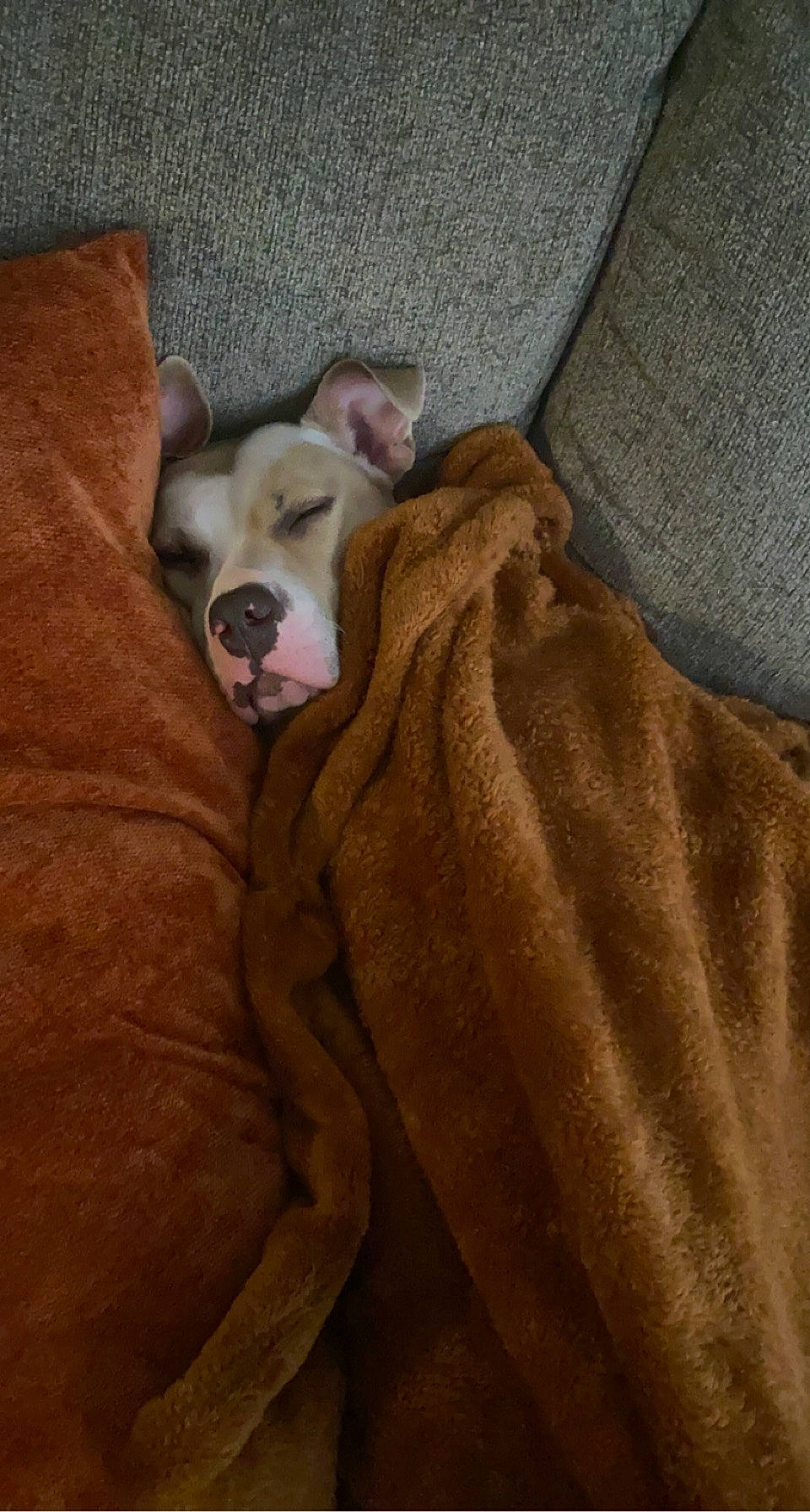 Mya is registered to the contest to win money with this photo: bedding, brown, canidae, carnivore, comfort, companion_dog, dog, dog_breed, duvet, fawn, fur, hardwood, linens, nap, non_sporting_group, sporting_group, terrestrial_animal, whiskers, wood, working_animal