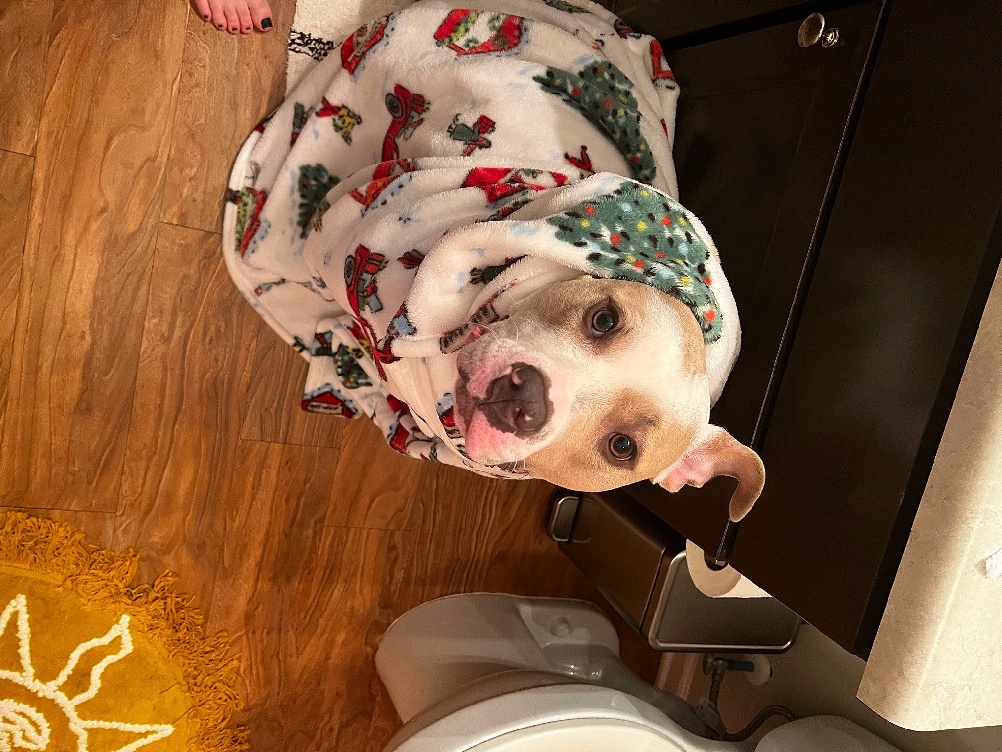 Mya joined the competition — help win amazing prizes! canidae, carnivore, collar, companion_dog, couch, dalmatian, dog, dog_breed, dog_clothes, dog_collar, dog_supply, eyewear, fashion_accessory, fawn, fur, pattern, pet_supply, snout, sporting_group, working_animal