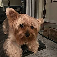 Juliette is registered to the contest to win money with this photo: dog, yorkshire_terrier, pet, indoor, living_room, furniture, lamp, glass_table, curious, fluffy, brown, black_couch, cozy, home, animal, cute, small_dog, portrait, silky_fur, relaxed