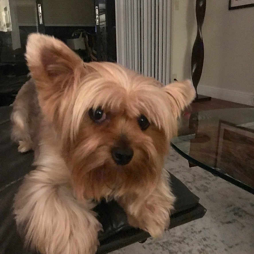 Juliette