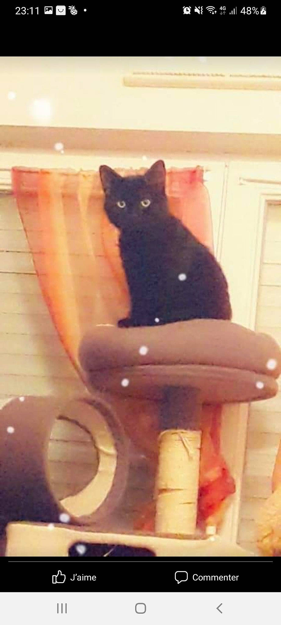 Mogwai a rejoint le concours — aidez-le/la à gagner de superbes lots ! black_cat, bombay, carnivore, cat, cat_supply, chair, domestic_short_haired_cat, door, fawn, felidae, flooring, fur, pet_supply, small_to_medium_sized_cats, snout, stairs, tail, whiskers, window, wood