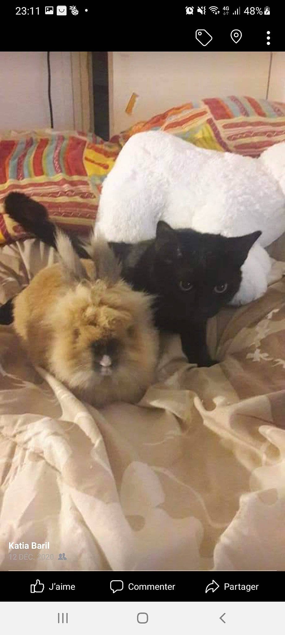 Mogwai participe au concours pour gagner de l'argent avec cette photo : bed, bedding, black_cat, carnivore, cat, cat_supply, comfort, companion_dog, dog_breed, fawn, felidae, fur, linens, nap, paw, small_to_medium_sized_cats, tail, terrestrial_animal, toy_dog, whiskers