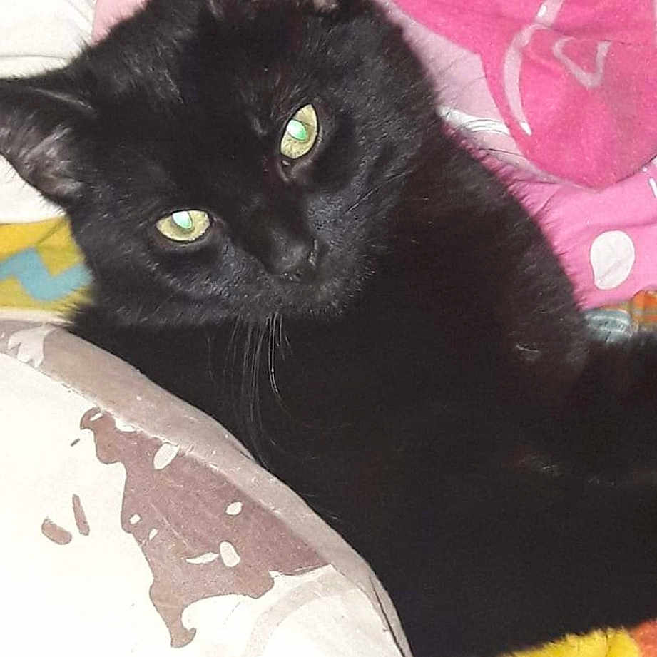 Mogwai