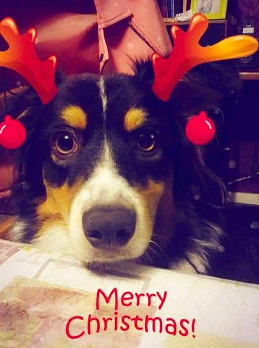 Roxy participe au concours pour gagner de l'argent avec cette photo : ball, canidae, carnivore, chair, companion_dog, dog, dog_breed, fur, happy, herding_dog, photo_caption, picture_frame, puppy_love, snapshot, snout, sporting_group, toy_dog, whiskers, working_animal, working_dog