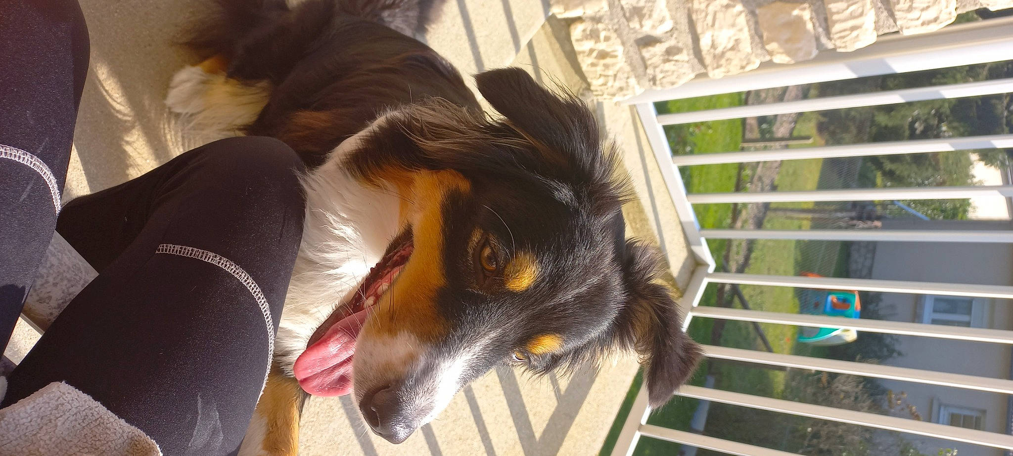 Roxy participe au concours pour gagner de l'argent avec cette photo : canidae, carnivore, collar, companion_dog, dog, dog_breed, dog_supply, fur, herding_dog, paw, pet_supply, plant, rough_collie, scotch_collie, snout, sporting_group, terrestrial_animal, whiskers, working_animal, working_dog