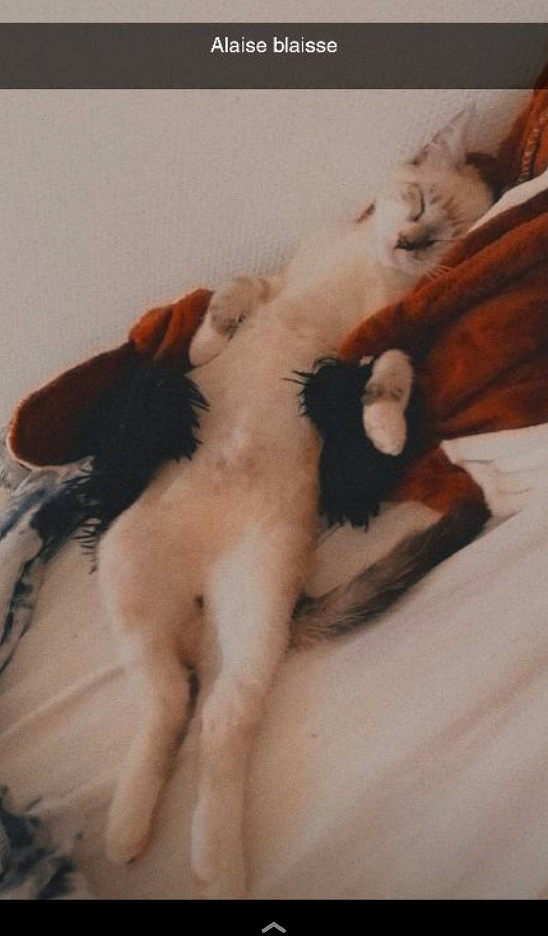 Sweepy a rejoint le concours — aidez-le/la à gagner de superbes lots ! carnivore, cat, comfort, companion_dog, dog_breed, eyelash, fawn, felidae, foot, gesture, human_body, jaw, leg, linens, paw, small_to_medium_sized_cats, snout, tail, whiskers, wood