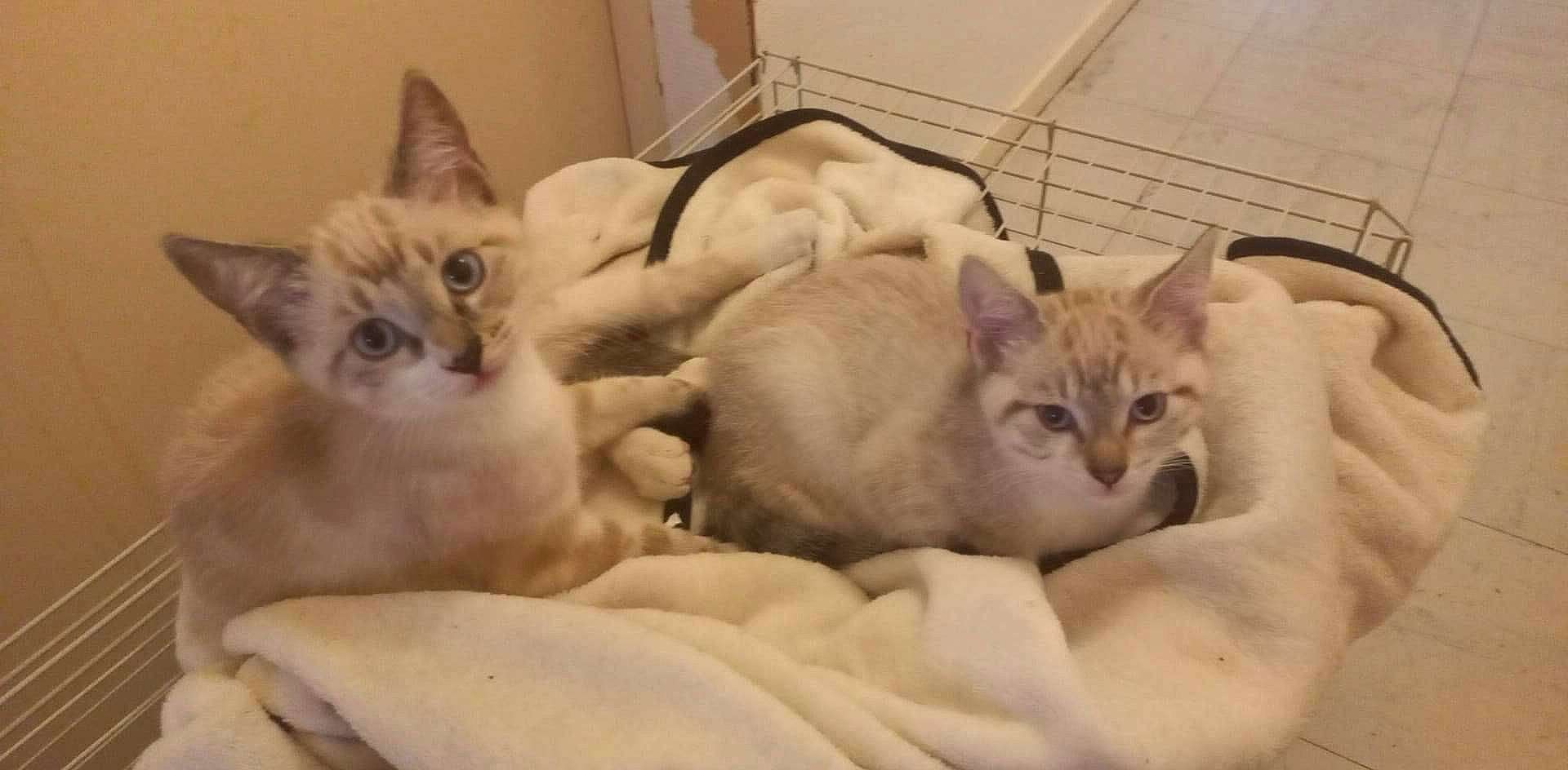 Sweepy participe au concours pour gagner de l'argent avec cette photo : carnivore, cat, cat_bed, cat_supply, comfort, domestic_short_haired_cat, fawn, felidae, fur, mammal, nap, paw, small_to_medium_sized_cats, snout, vertebrate, whiskers