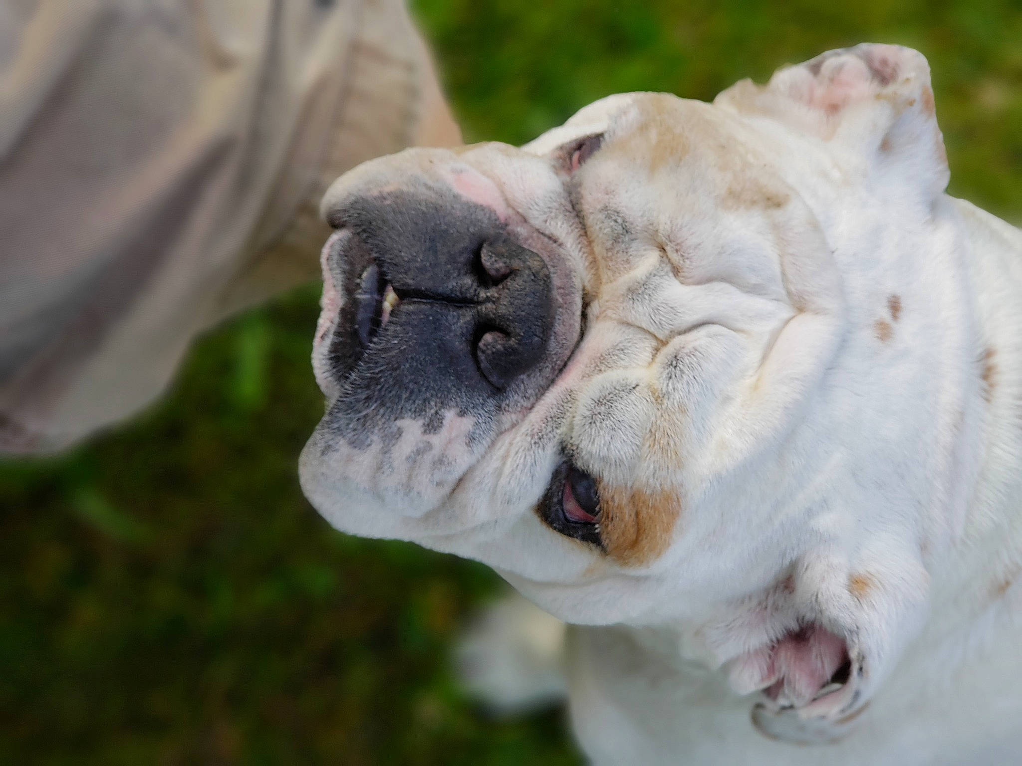 Peterson is registered to the contest to win money with this photo: american_bulldog, ancient_dog_breeds, australian_bulldog, british_bulldogs, bulldog, canidae, carnivore, companion_dog, dog, dog_breed, dogo_argentino, dorset_olde_tyme_bulldogge, mammal, non_sporting_group, old_english_bulldog, olde_english_bulldogge, snout, toy_bulldog, vertebrate, white_english_bulldog