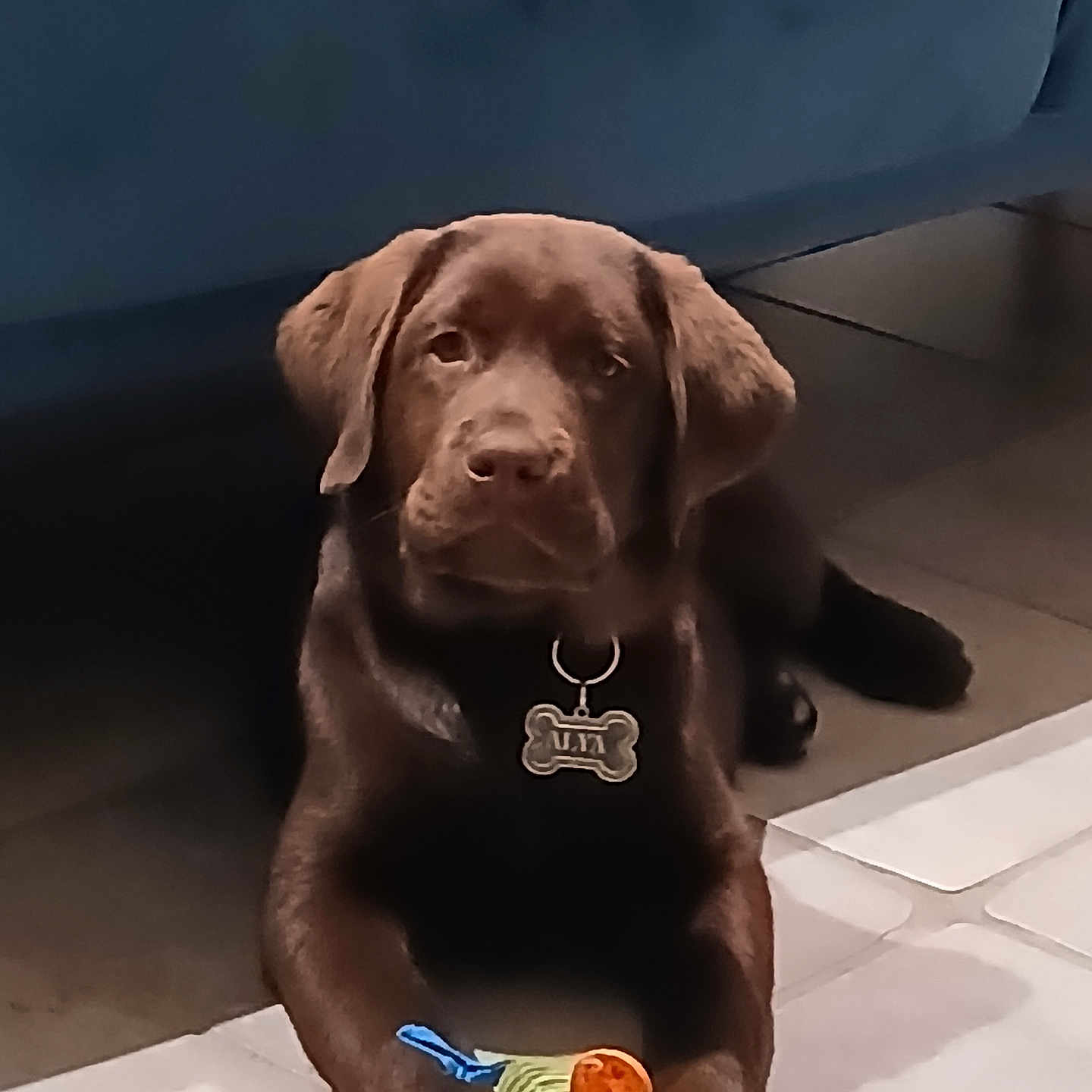 Alya participe au concours pour gagner de l'argent avec cette photo : brown_coat, chocolate_labrador, collar, couch, cute, dog, dog_tag, domestic_animal, ears, eyes, front_paws, indoor, labrador, looking_at_camera, pet, plush_toy, puppy, sitting, tiled_floor, toy