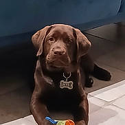 Alya a rejoint le concours — aidez-le/la à gagner de superbes lots ! brown_coat, chocolate_labrador, collar, couch, cute, dog, dog_tag, domestic_animal, ears, eyes, front_paws, indoor, labrador, looking_at_camera, pet, plush_toy, puppy, sitting, tiled_floor, toy