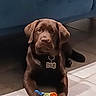 brown_coat, chocolate_labrador, collar, couch, cute, dog, dog_tag, domestic_animal, ears, eyes, front_paws, indoor, labrador, looking_at_camera, pet, plush_toy, puppy, sitting, tiled_floor, toy