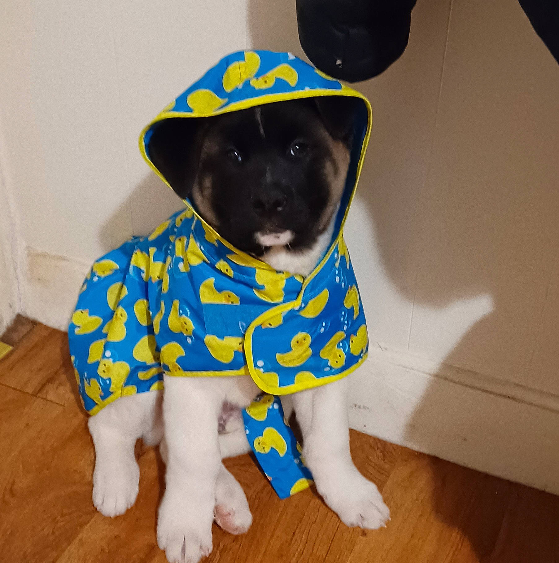Kenji joined the competition — help win amazing prizes! baby_toddler_clothing, canidae, carnivore, companion_dog, costume_hat, dog, dog_breed, dog_clothes, dog_supply, electric_blue, fashion_accessory, fawn, flooring, pet_supply, sleeve, snout, sporting_group, t_shirt, wood, working_animal