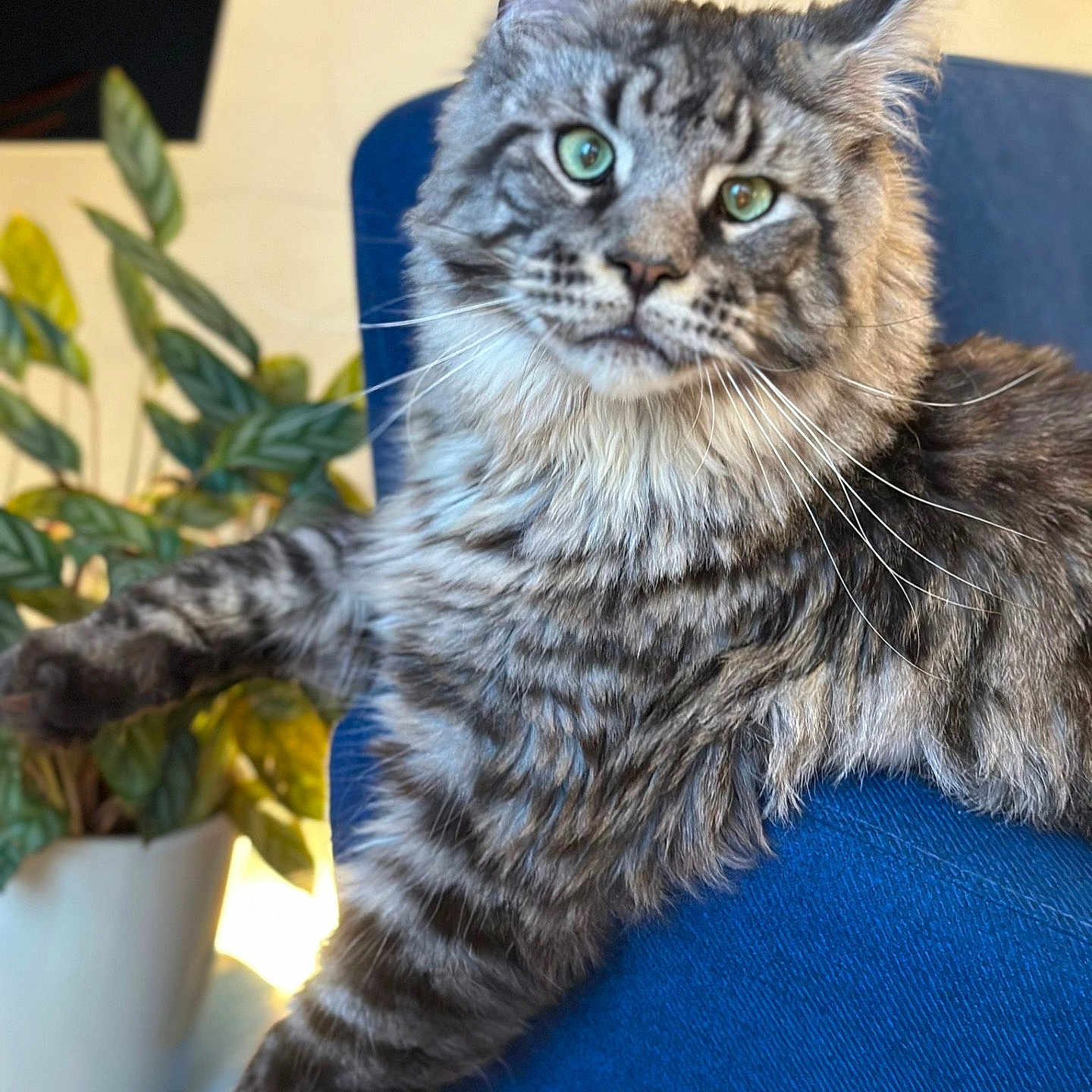 Jean Pierre a rejoint le concours — aidez-le/la à gagner de superbes lots ! abyssinian, angora, animal, cat, chair, cookware, couch, cushion, flower, furniture, homedecor, jar, kitten, manx, pet, plant, planter, pottedplant, pottery, vase