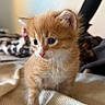 animal, blanket, cat, close_up, cozy, curious, cute, feline, fluffy, fur, indoor, kitten, orange_cat, pet, portrait, small, soft_light, whiskers, white_fur, young