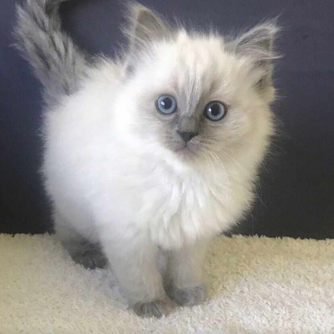 Snowball