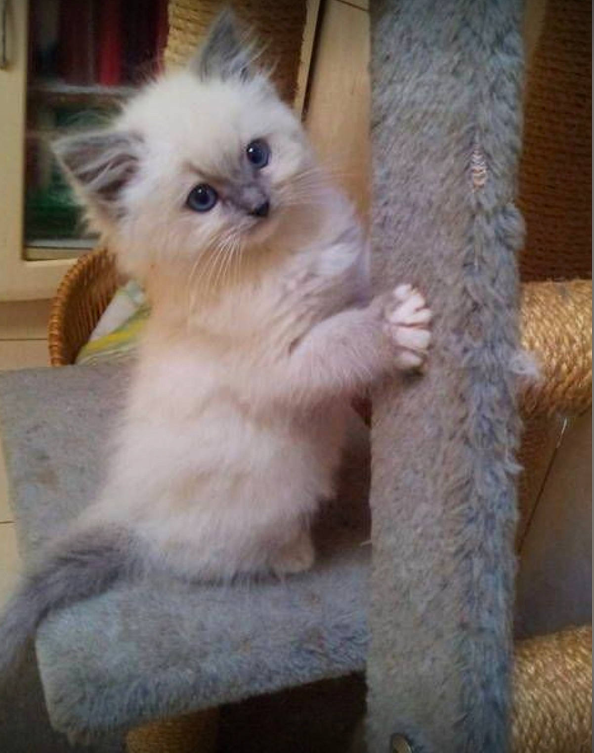 Snowball is registered to the contest to win money with this photo: balinese, british_longhair, carnivore, cat, claw, companion_dog, eye, fawn, felidae, fur, paw, persian, ragdoll, small_to_medium_sized_cats, snout, tail, terrestrial_animal, whiskers