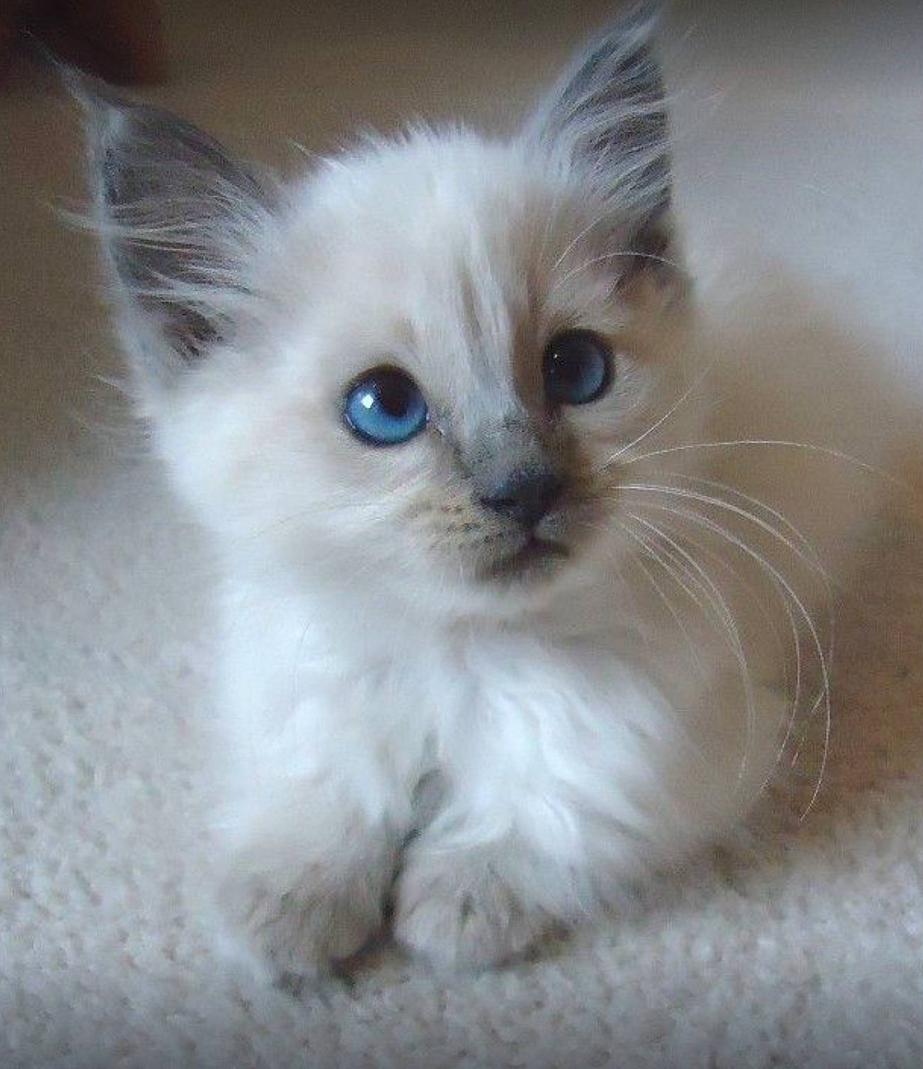 Snowball joined the competition — help win amazing prizes! balinese, birman, british_longhair, carnivore, cat, claw, fawn, felidae, fur, iris, paw, ragdoll, small_to_medium_sized_cats, snout, tail, terrestrial_animal, thai, whiskers