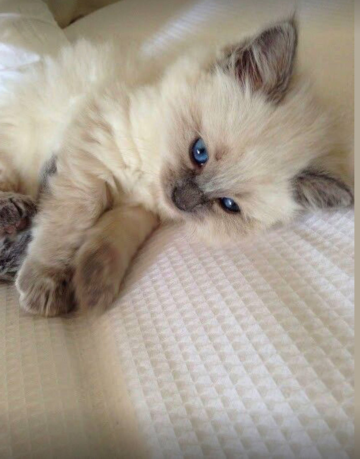 Snowball joined the competition — help win amazing prizes! balinese, birman, carnivore, cat, claw, comfort, companion_dog, dog_breed, fawn, felidae, fur, paw, ragdoll, siamese, small_to_medium_sized_cats, snout, tail, terrestrial_animal, whiskers