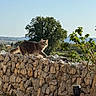 Perle a rejoint le concours — aidez-le/la à gagner de superbes lots ! cat, stone_wall, outdoor, tree, clear_sky, sunlight, animal, nature, greenery, pet, walking, daylight, feline, fur, plant, wire_mesh, rock, background, scenery, peaceful