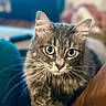 cat, tabby_cat, pet, feline, green_eyes, whiskers, fur, paw, close_up, indoor, curious, cute, animal, mammal, domestic, portrait, soft_focus, background_blur, friendly, adorable