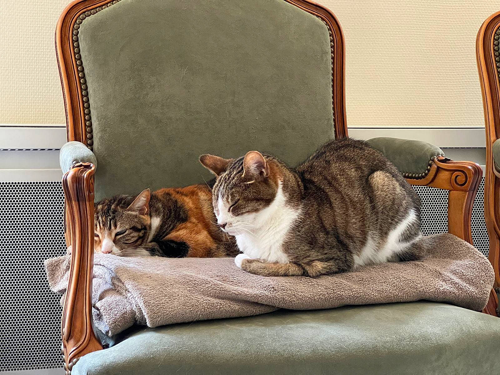 Câline participe au concours pour gagner de l'argent avec cette photo : bedding, brown, carnivore, cat, chair, comfort, couch, domestic_short_haired_cat, fawn, felidae, fur, furniture, linens, room, small_to_medium_sized_cats, tail, textile, whiskers, window, wood