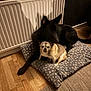 Alfie Moo joined the competition — help win amazing prizes! dog, pets, cushion, floor, radiator, wooden_floor, indoor, cozy, polka_dot, black_dog, small_dog, blurred, resting, animal, companion, home, carpet, relaxing, furniture, interior