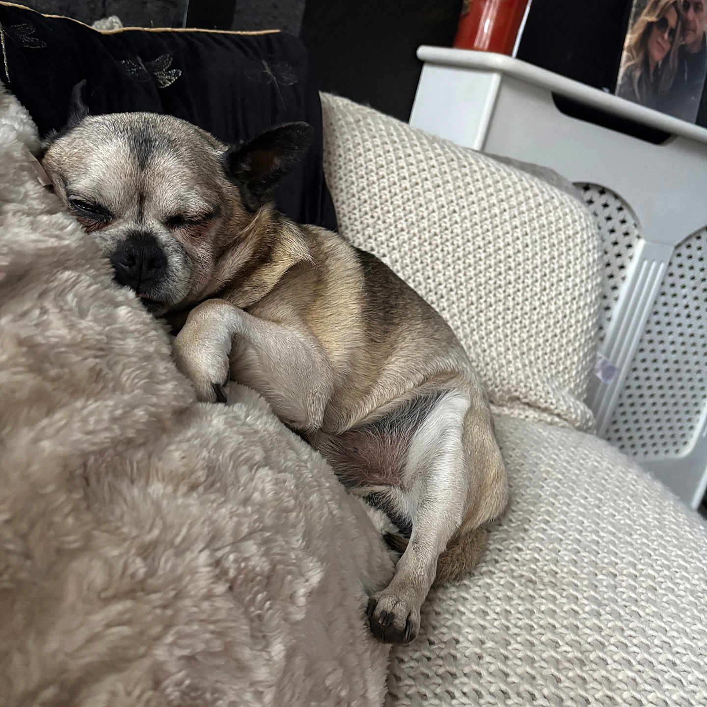 Alfie Moo joined the competition — help win amazing prizes! blanket, canine, comfort, couch, cozy, dog, ear, fur, furniture, home, indoor, knitted, nose, paw, pet, relaxation, resting, sleeping, snuggle, soft