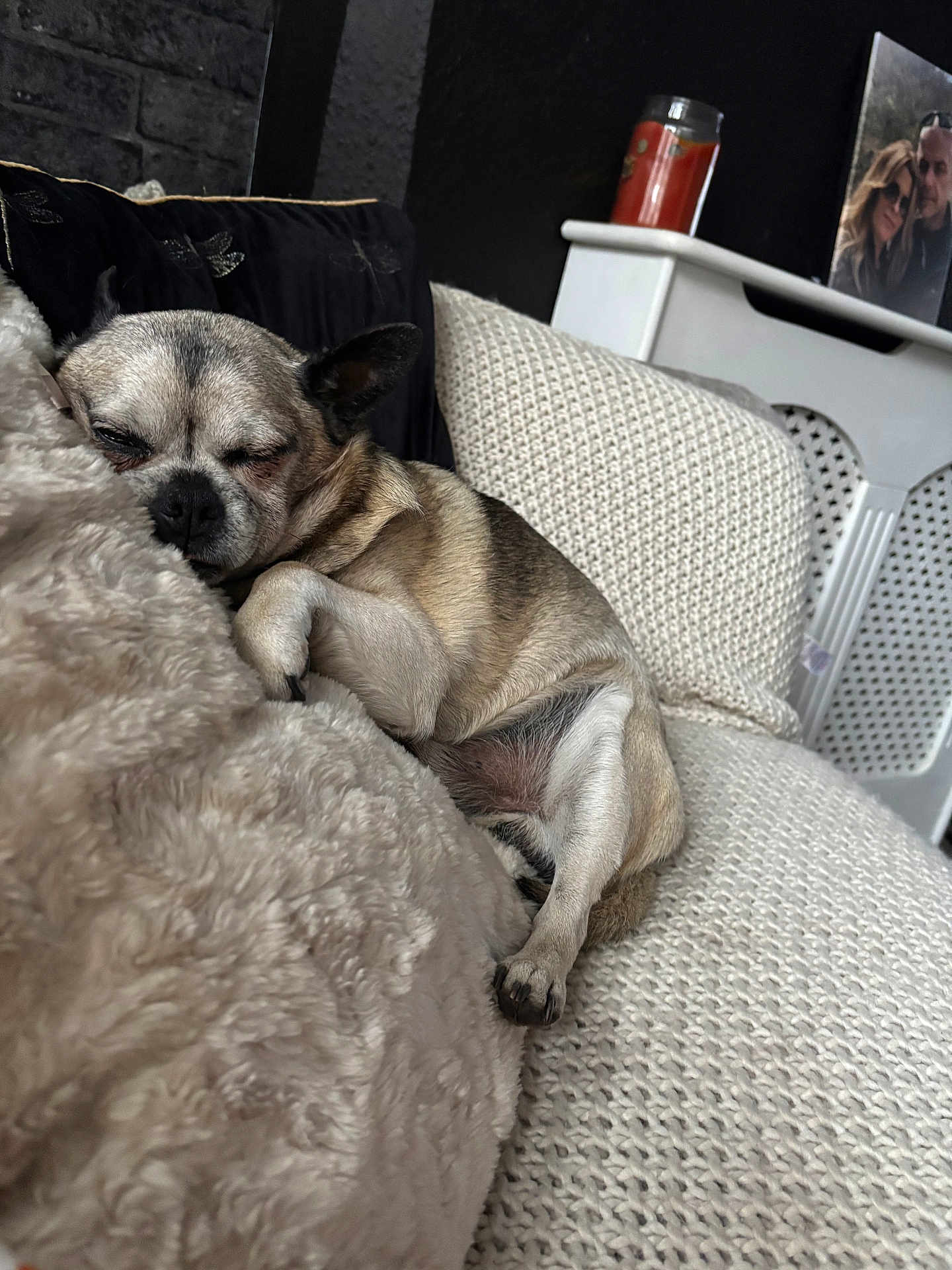 Alfie Moo joined the competition — help win amazing prizes! dog, sleeping, blanket, couch, knitted, cozy, indoor, pet, resting, fur, paw, snuggle, home, furniture, relaxation, canine, nose, ear, comfort, soft