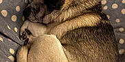 Alfie Moo joined the competition — help win amazing prizes! dog, pug, sleeping, curled_up, blanket, polka_dot, indoor, pet, cozy, fur, resting, cute, animal, snug, relaxed, small_dog, companion, mammal, domestic_animal, bed