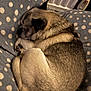 dog, pug, sleeping, curled_up, blanket, polka_dot, indoor, pet, cozy, fur, resting, cute, animal, snug, relaxed, small_dog, companion, mammal, domestic_animal, bed