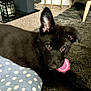 puppy, dog, black_fur, toy, pink_toy, carpet, cushion, polka_dots, indoor, pet, animal, cute, young_dog, ear_up, lying_down, playful, curious, close_up, home, furniture_leg