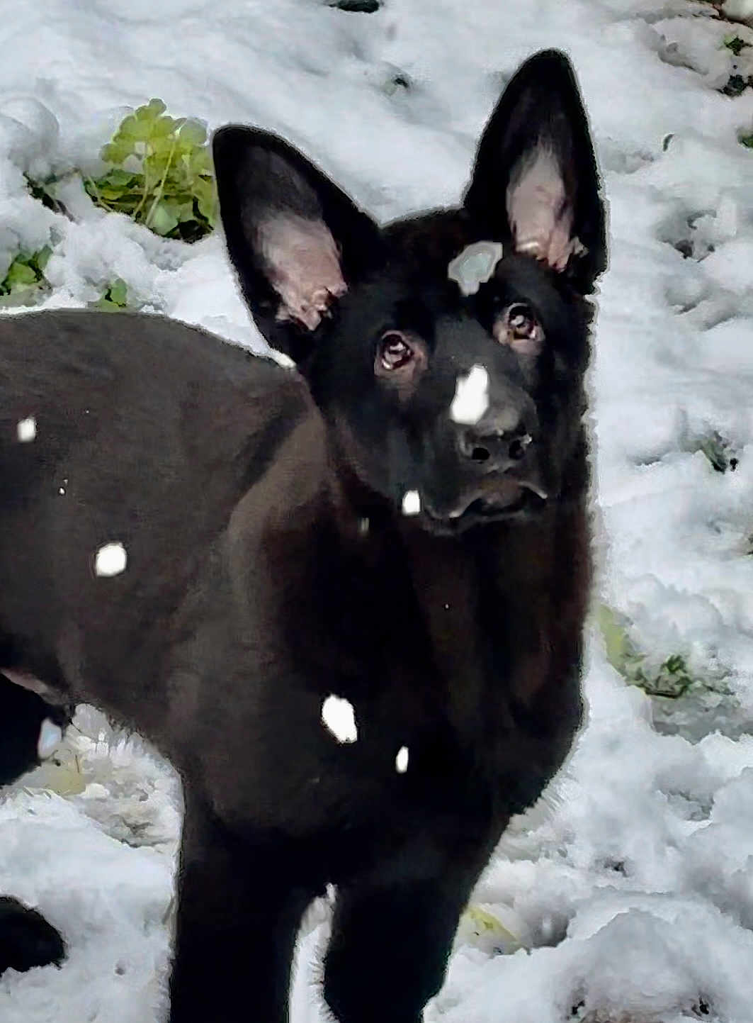 Raven Bear