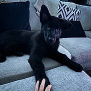 Raven Bear joined the competition — help win amazing prizes! puppy, dog, black_dog, couch, sofa, hand, paw, indoor, plant, pillow, cozy, living_room, furniture, pet, domestic_animal, cute, resting, touch, home, relaxed