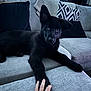 puppy, dog, black_dog, couch, sofa, hand, paw, indoor, plant, pillow, cozy, living_room, furniture, pet, domestic_animal, cute, resting, touch, home, relaxed