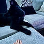 dog, black_dog, couch, sofa, hand, pillow, knit_throw, living_room, pet, indoor, curious, cozy, furniture, home, relaxing, portrait, animal, domestic_animal, companion, friendly