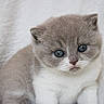 cat, kitten, animal, pet, fluffy, gray_fur, white_fur, blue_eyes, close_up, portrait, face, whiskers, ears, cute, adorable, indoors, soft_background, furry, gazing, mammal